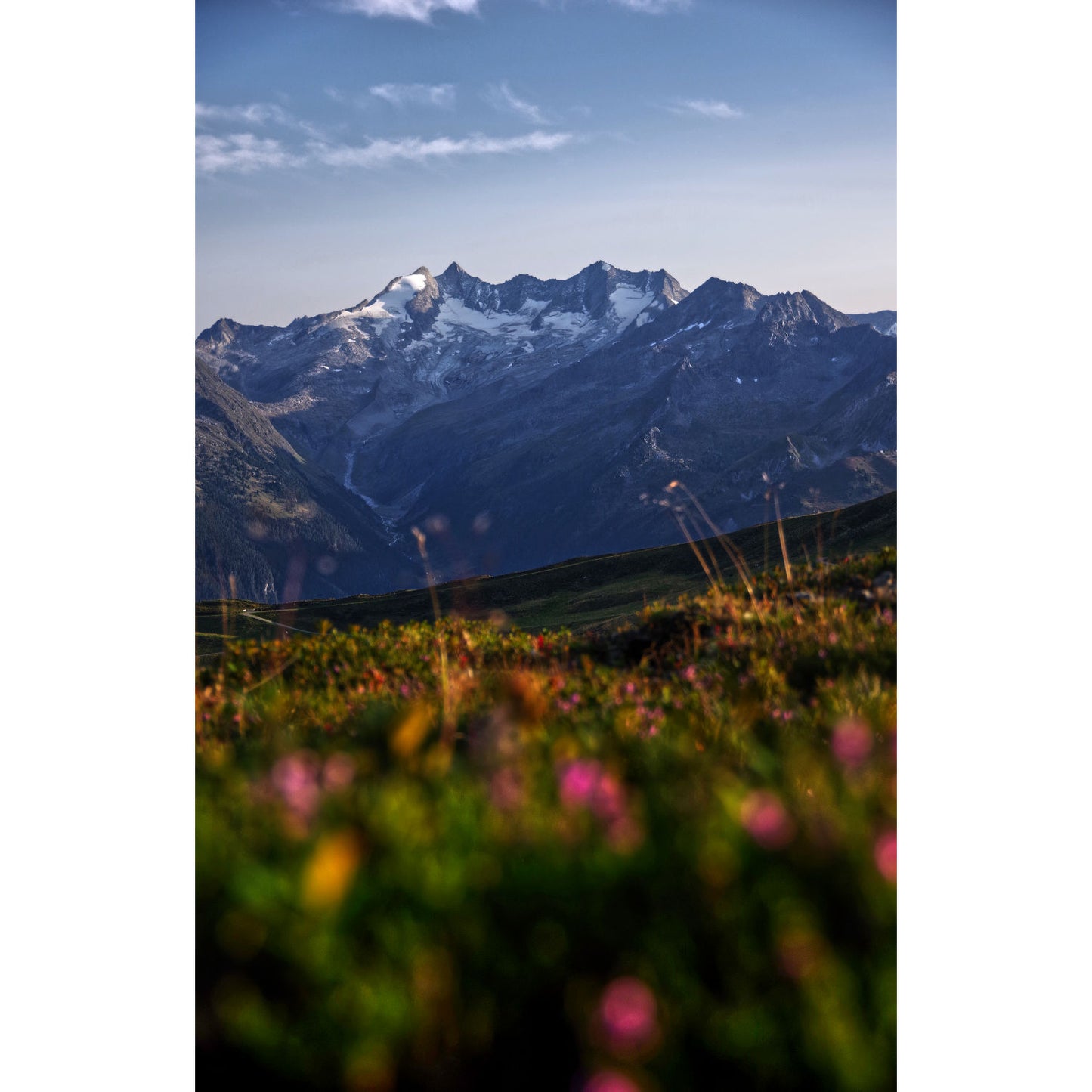 Blumenwiese vor Gletscher in den Alpen | Wandbild Österreich